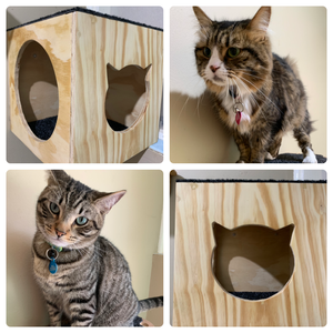 Cat Wall Cube - Indoor /Outdoor